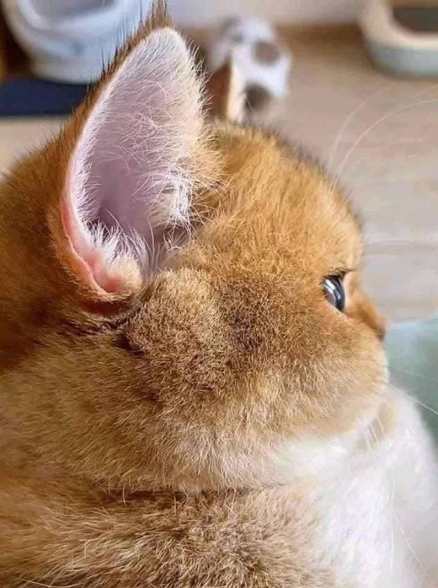 卡哇伊的小猫咪_猫咪卡哇伊头像_卡哇伊小猫咪
