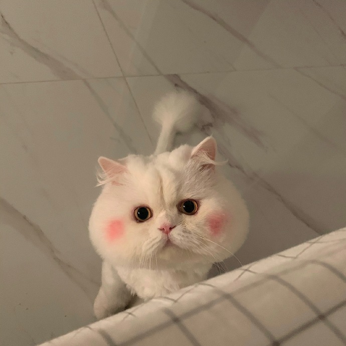 卡哇伊小猫咪_卡哇伊的小猫咪_猫咪卡哇伊头像