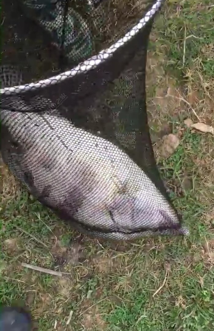 开心网钓鱼游戏全攻略_开心钓大鱼游戏_开心钓钓鱼下载