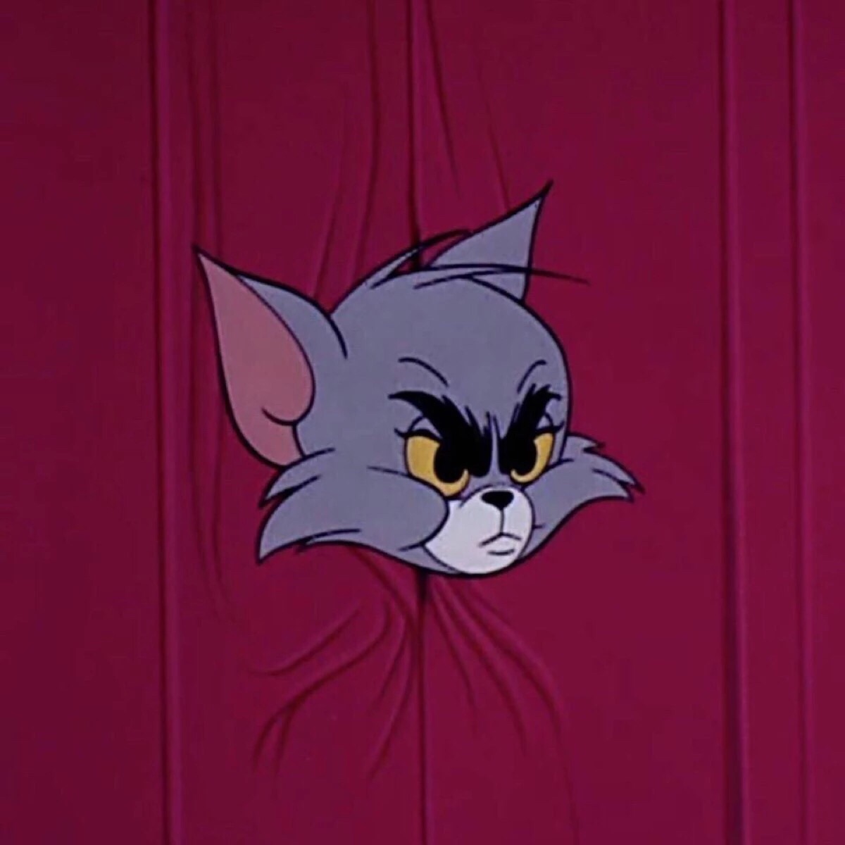 猫猫猫汤姆猫_游戏猫汤姆猫下载_汤姆猫汤姆猫