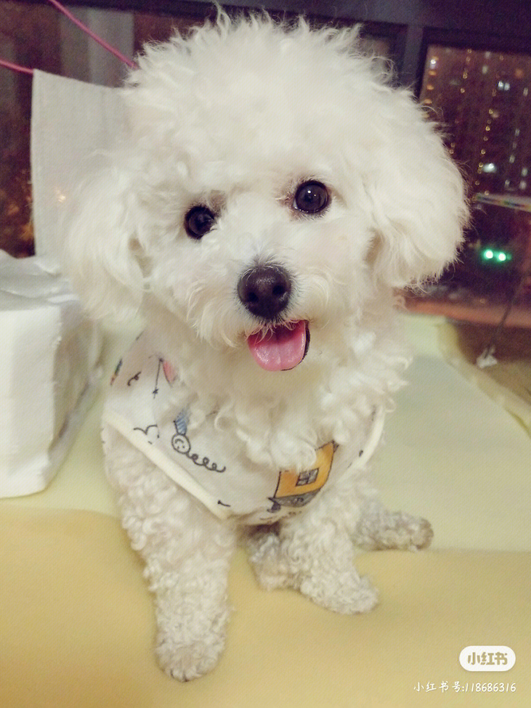 养狗游戏_养狗游戏推荐_最真实的养狗游戏