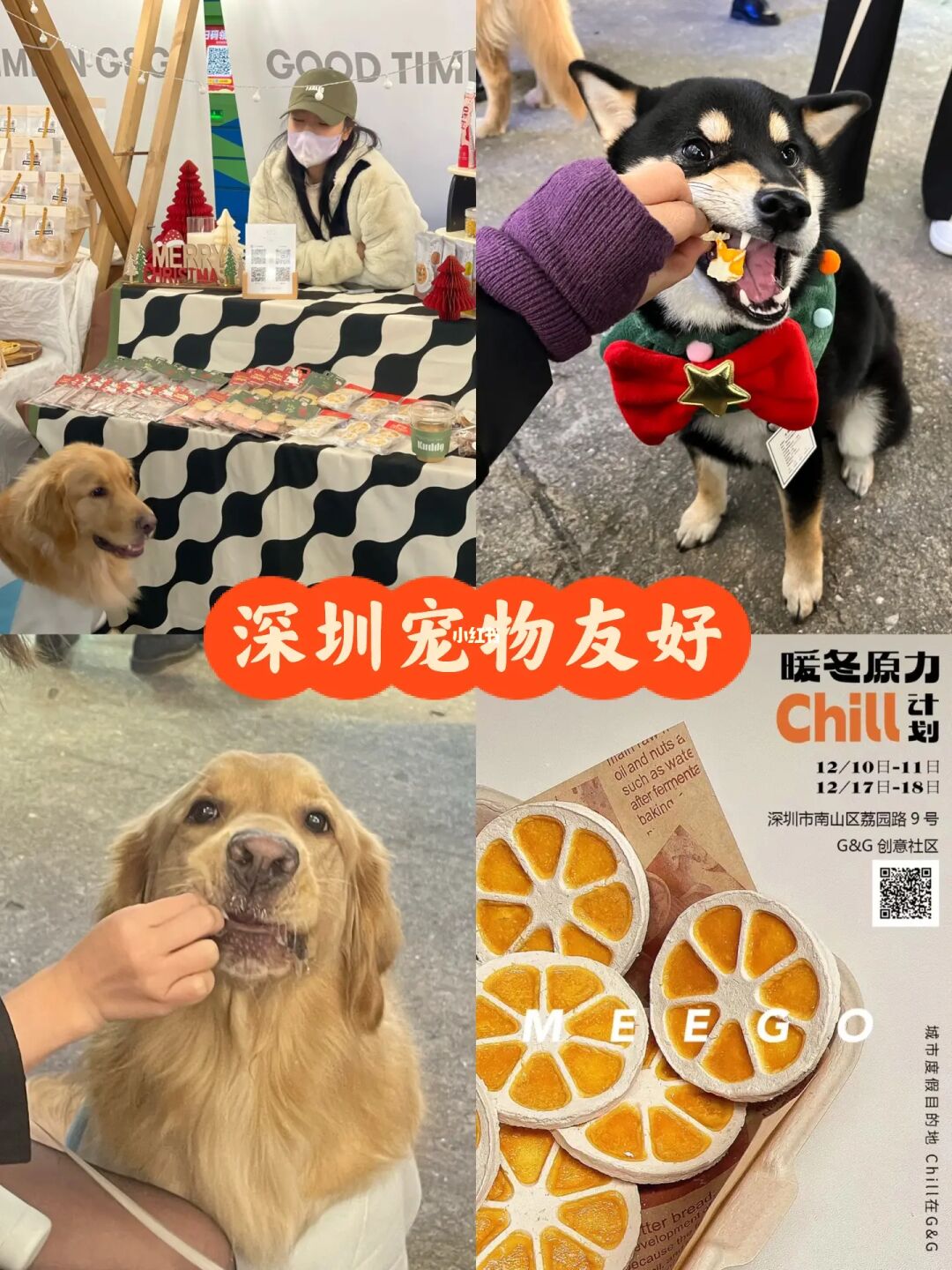 手机版qq宠物下载安装_qq宠物怎么下载_qq宠物游戏下载一