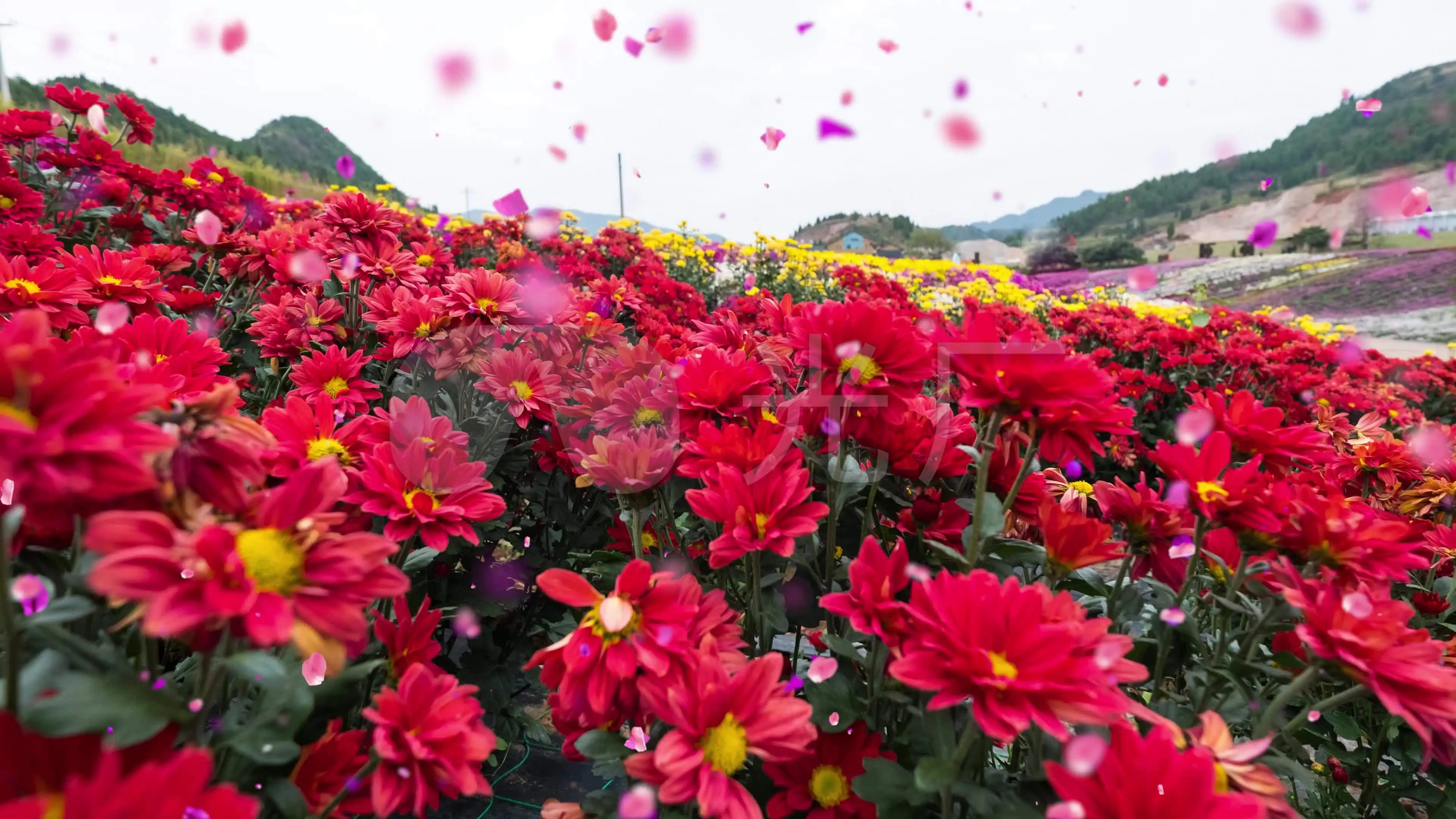 恋花温泉游戏_恋花温泉下拉试_温泉恋爱物语