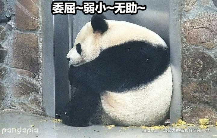 王思聪转让熊猫直播卖几个亿_熊猫直播王思聪怎么说_王思聪天才小熊猫