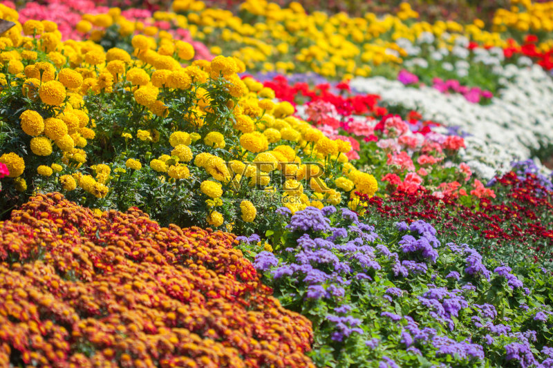 花园涂色游戏怎么玩_花园涂色游戏教案_涂色花园游戏