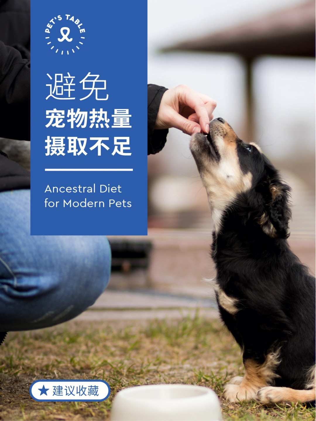 中国最好的宠物网站_中国宠物网_宠物网官网