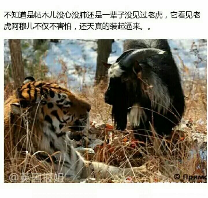 老虎吃绵羊24只羊游戏规则_老虎吃绵羊游戏_老虎吃绵羊老虎怎么赢