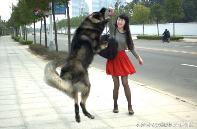美女犬游戏：调教乐趣无限！