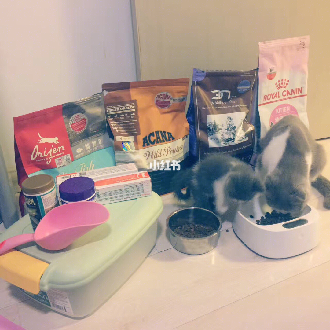 猫咪跟猫咪对话_猫咪官方_猫咪appv1.3官方最新版