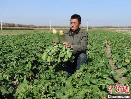 保卫萝卜4白萝卜传奇18_保卫萝卜_保卫萝卜白萝卜