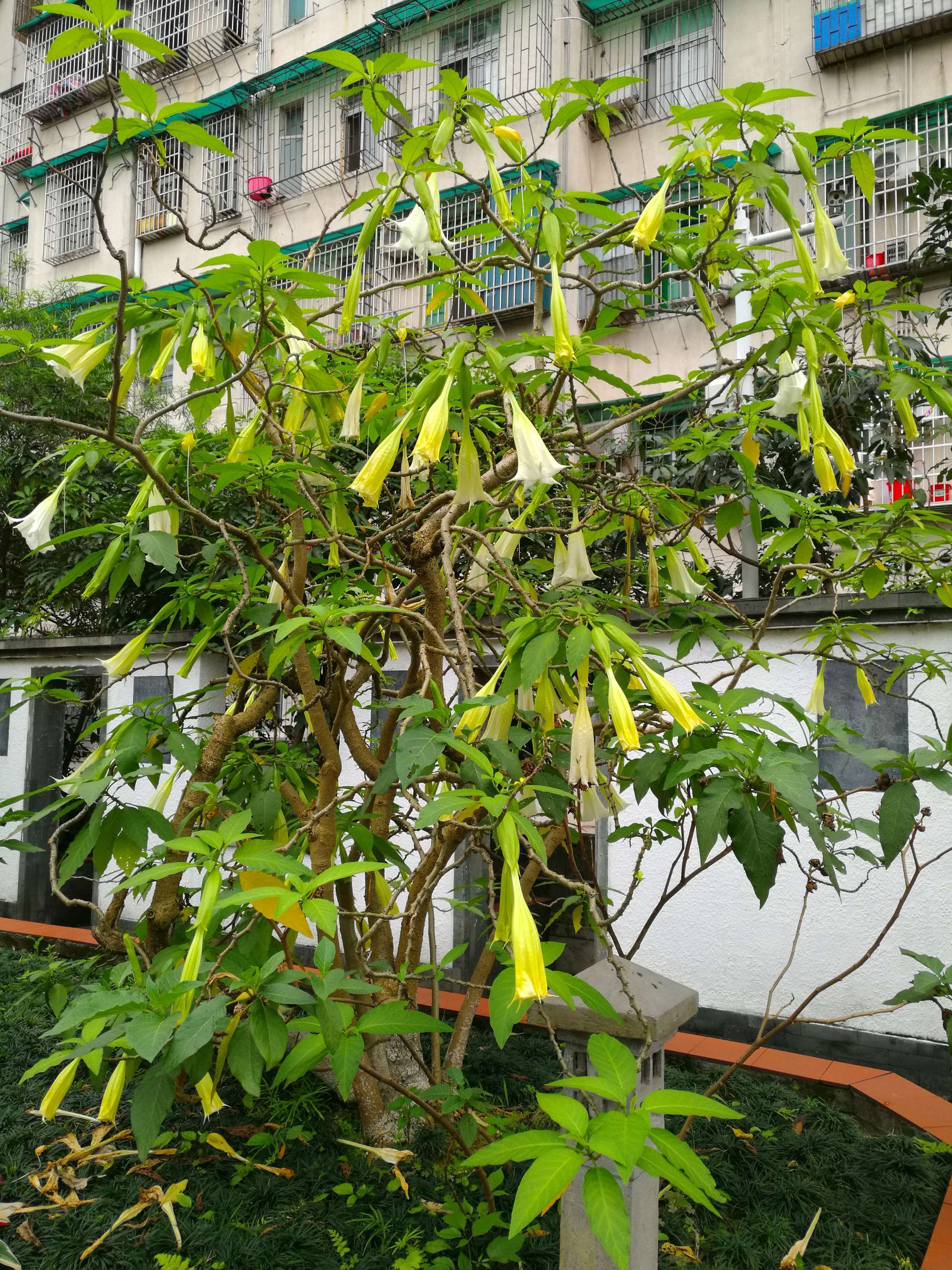 中南百草园_百草园和三味书屋_神农百草园