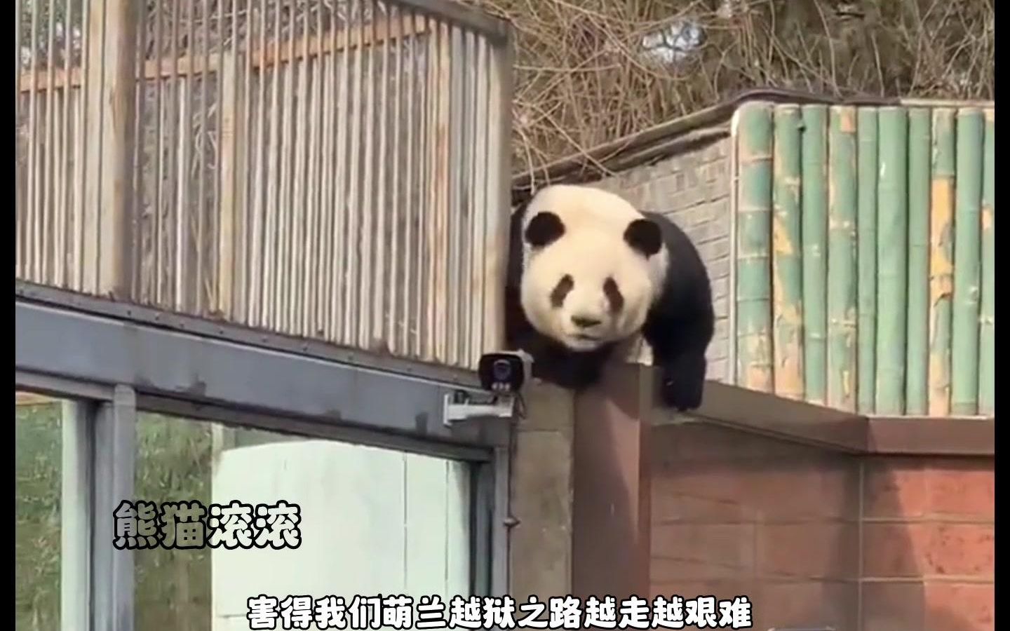 熊猫逃亡记_熊猫的逃脱_熊猫逃脱记
