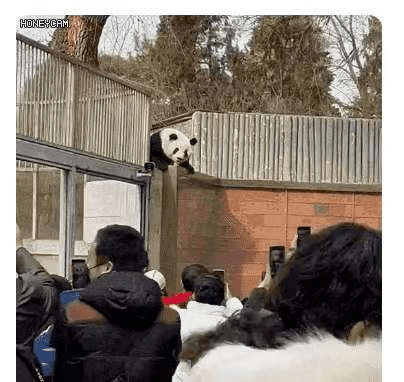 熊猫逃亡记_熊猫逃脱记_熊猫的逃脱