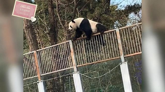 熊猫的逃脱_熊猫逃脱记_熊猫逃亡记