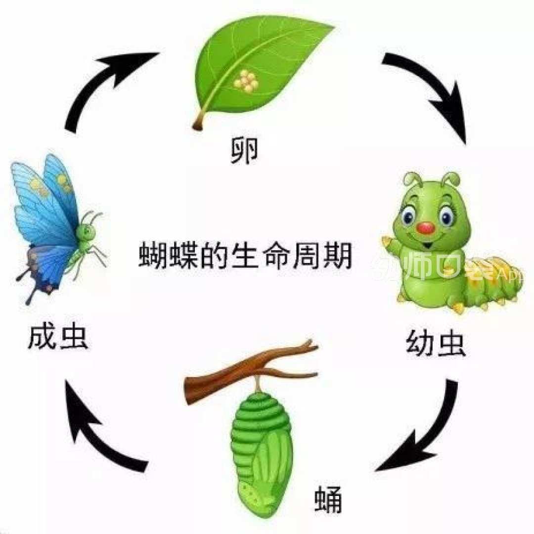 请帮我找到虫虫助手_毛毛虫助手_毛毛虫助手下