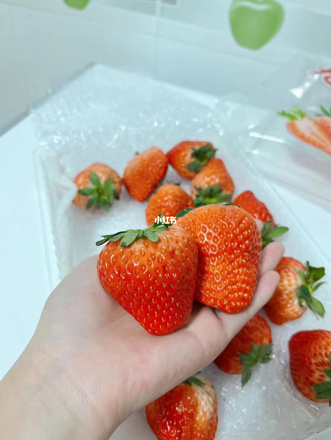 草莓大全_草莓大棚多少钱一亩钢架_大草莓