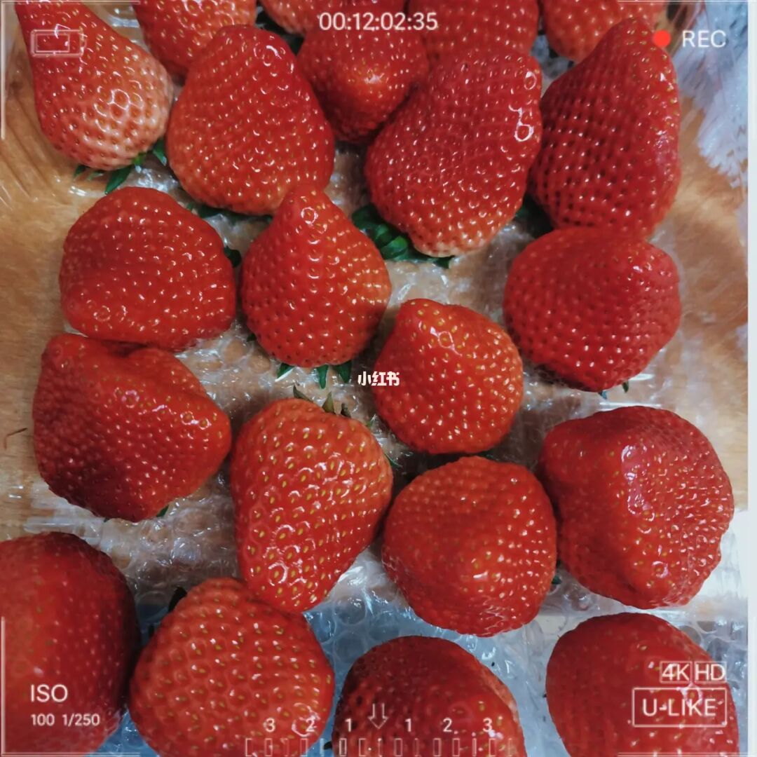 大草莓_草莓大全_草莓大棚多少钱一亩钢架
