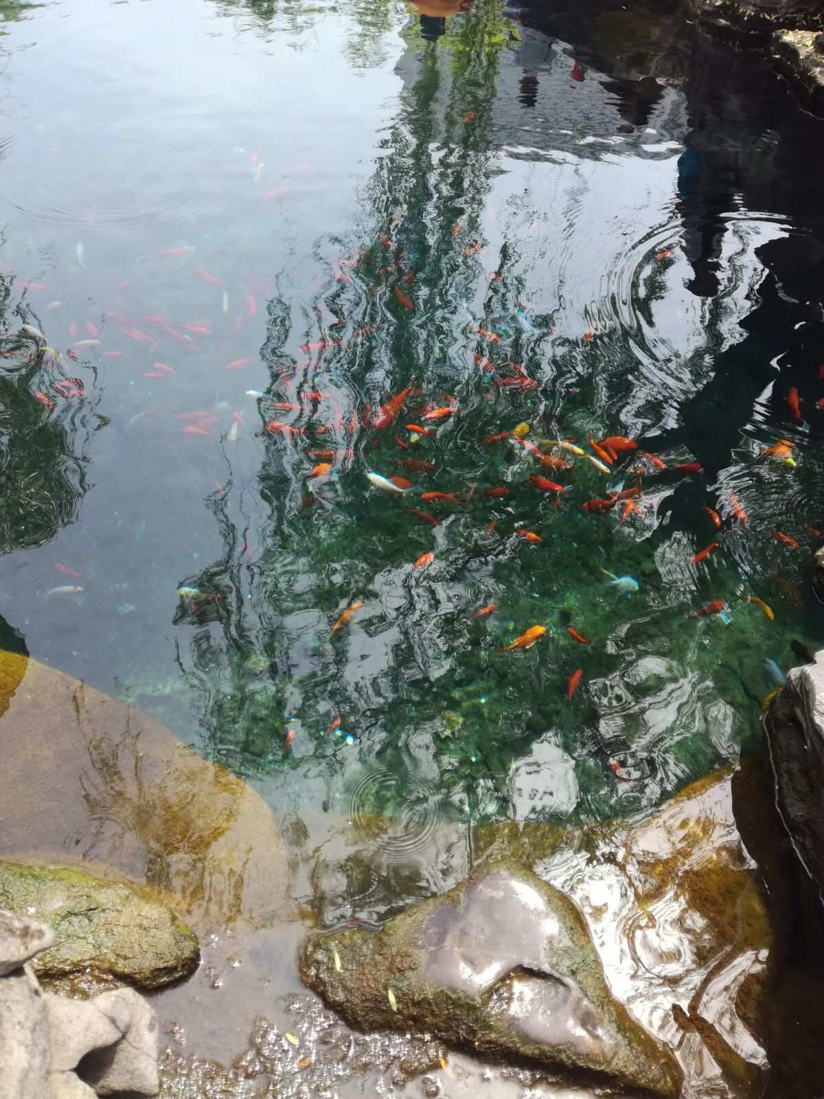 逆水寒金明鱼痴攻略_逆水寒金明鱼痴_逆水寒金明池钓鱼奇遇