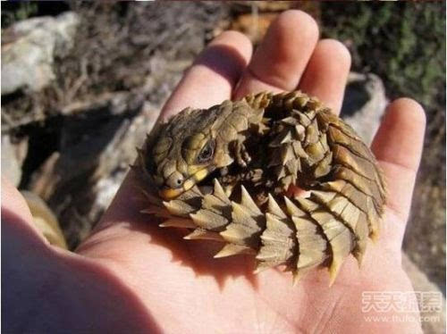 怪之巢_怪之巢_怪之巢