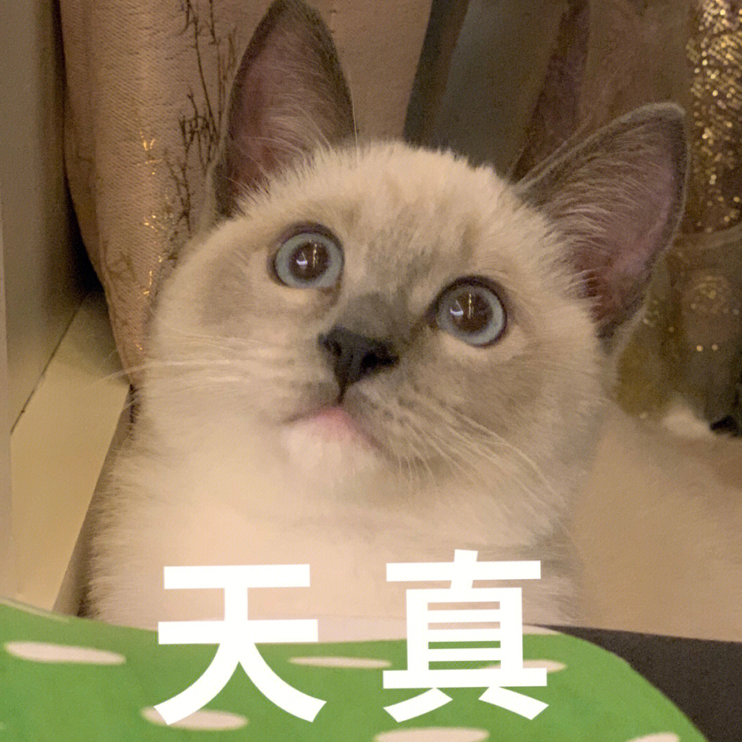 猫表情包最近很火_最近火的猫表情是谁_很火的猫表情包gif