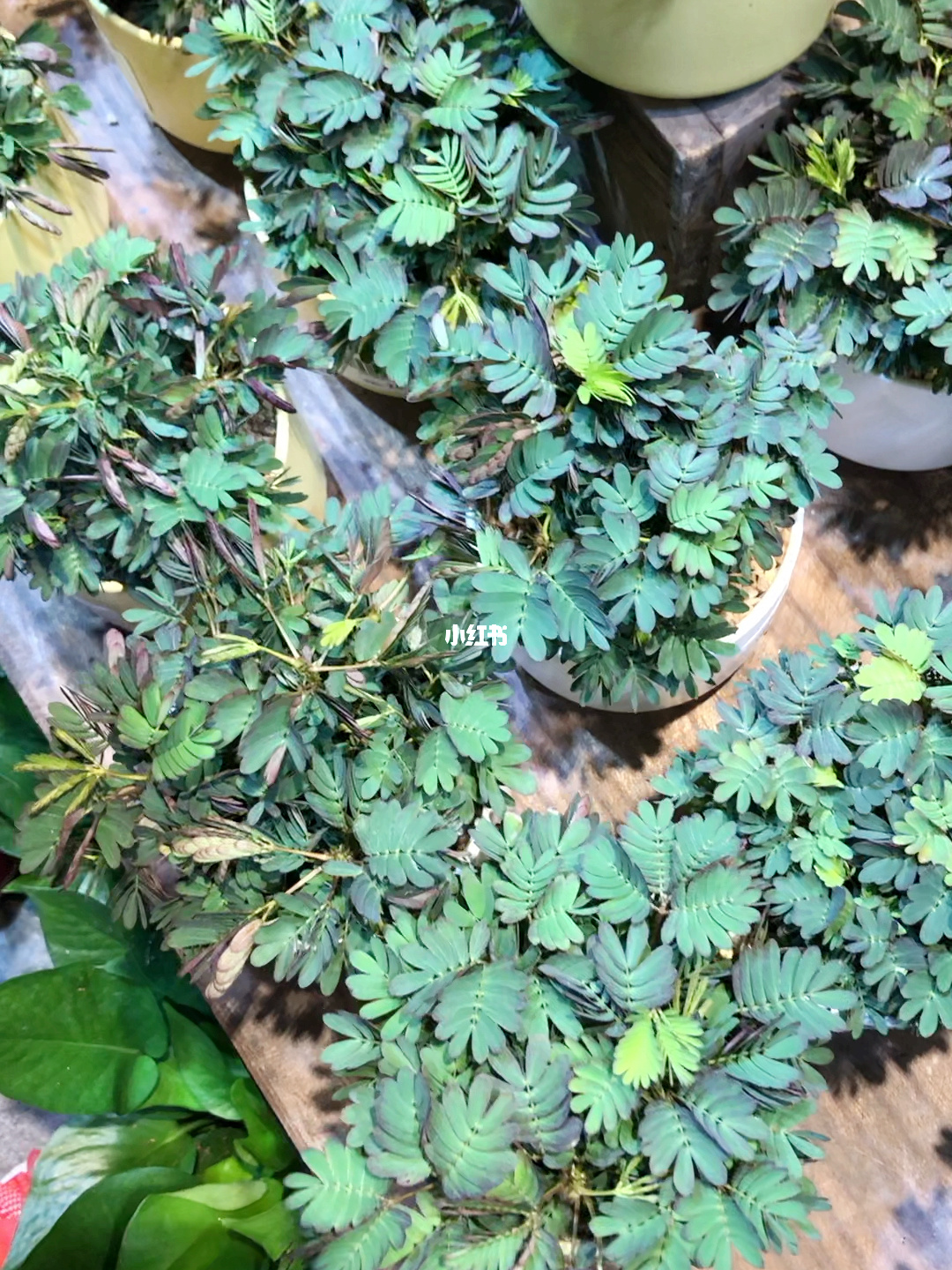 含羞草app_含羞草app_含羞草app