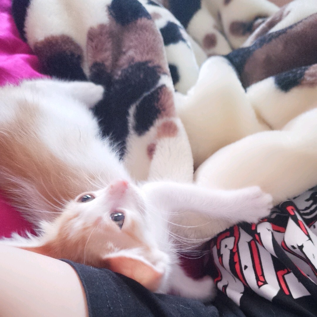 猫咪小姐3steam头像_猫咪小姐_猫咪小姐2游戏图片