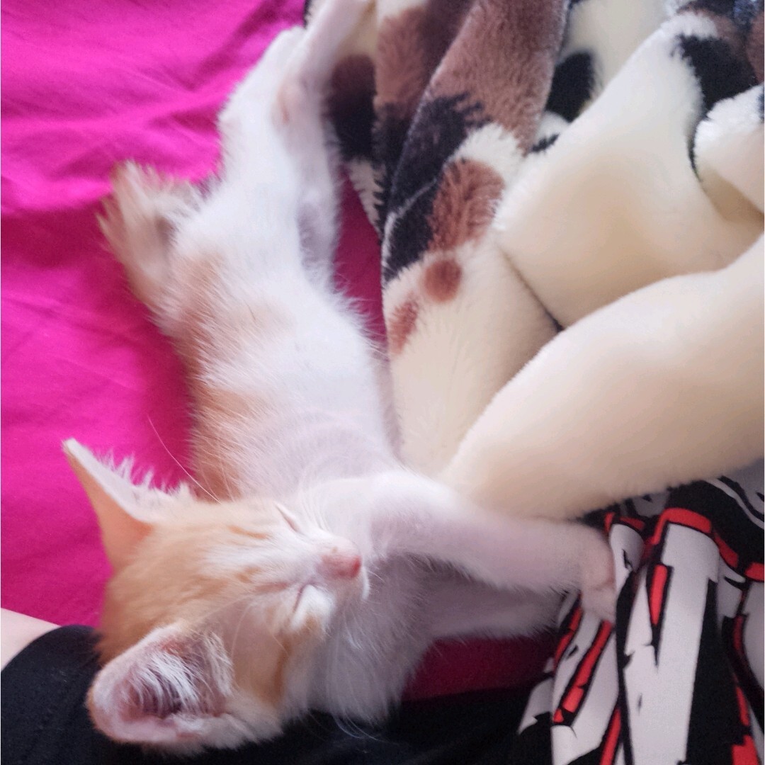 猫咪小姐3steam头像_猫咪小姐2游戏图片_猫咪小姐