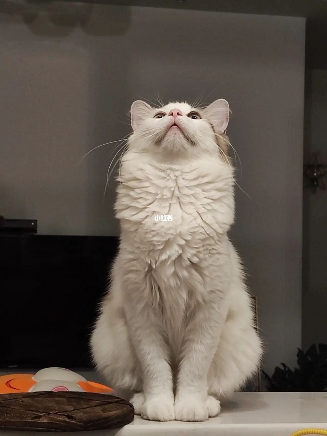 猫咪小姐3steam头像_猫咪小姐_猫咪小姐2游戏图片