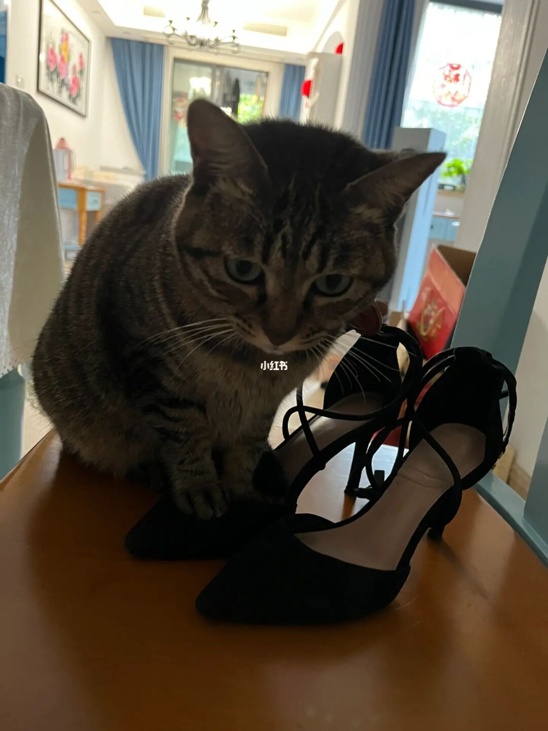 猫咪小姐2游戏图片_猫咪小姐_猫咪小姐3steam头像