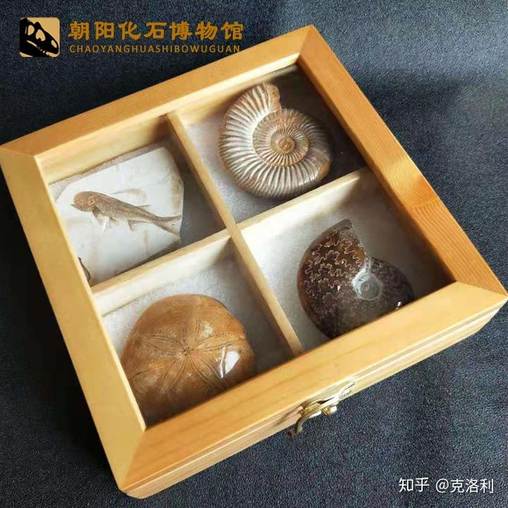 化石盔进化_化石盔什么特性好_化石盔强吗