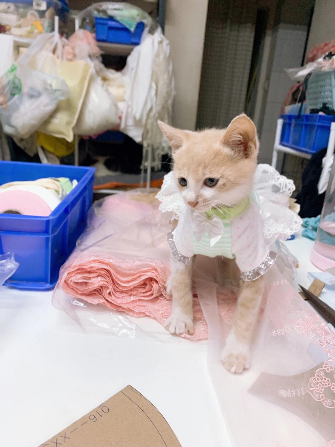 猫咪出装_ad猫咪出装_魔法猫咪出装