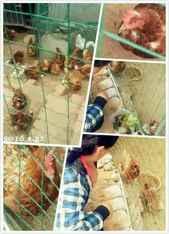 我是一只小鸡，模拟生活在美丽的农场