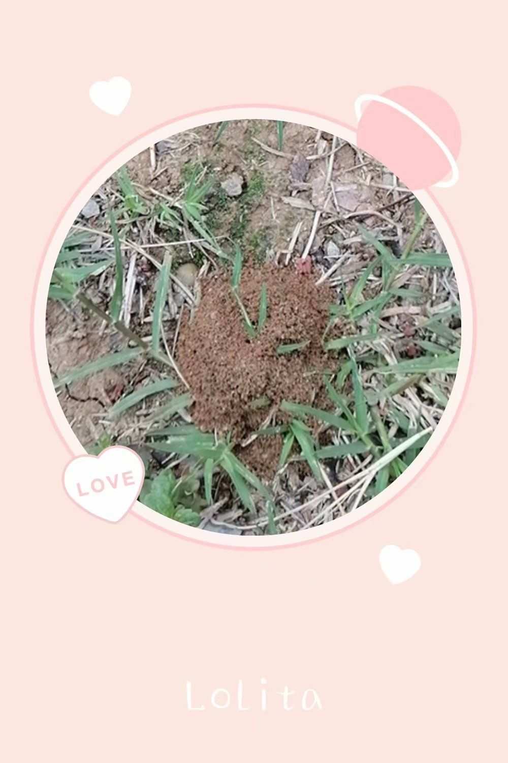 蚂蚁杀手_蚂蚁杀手结局_蚂蚁杀手长什么样子