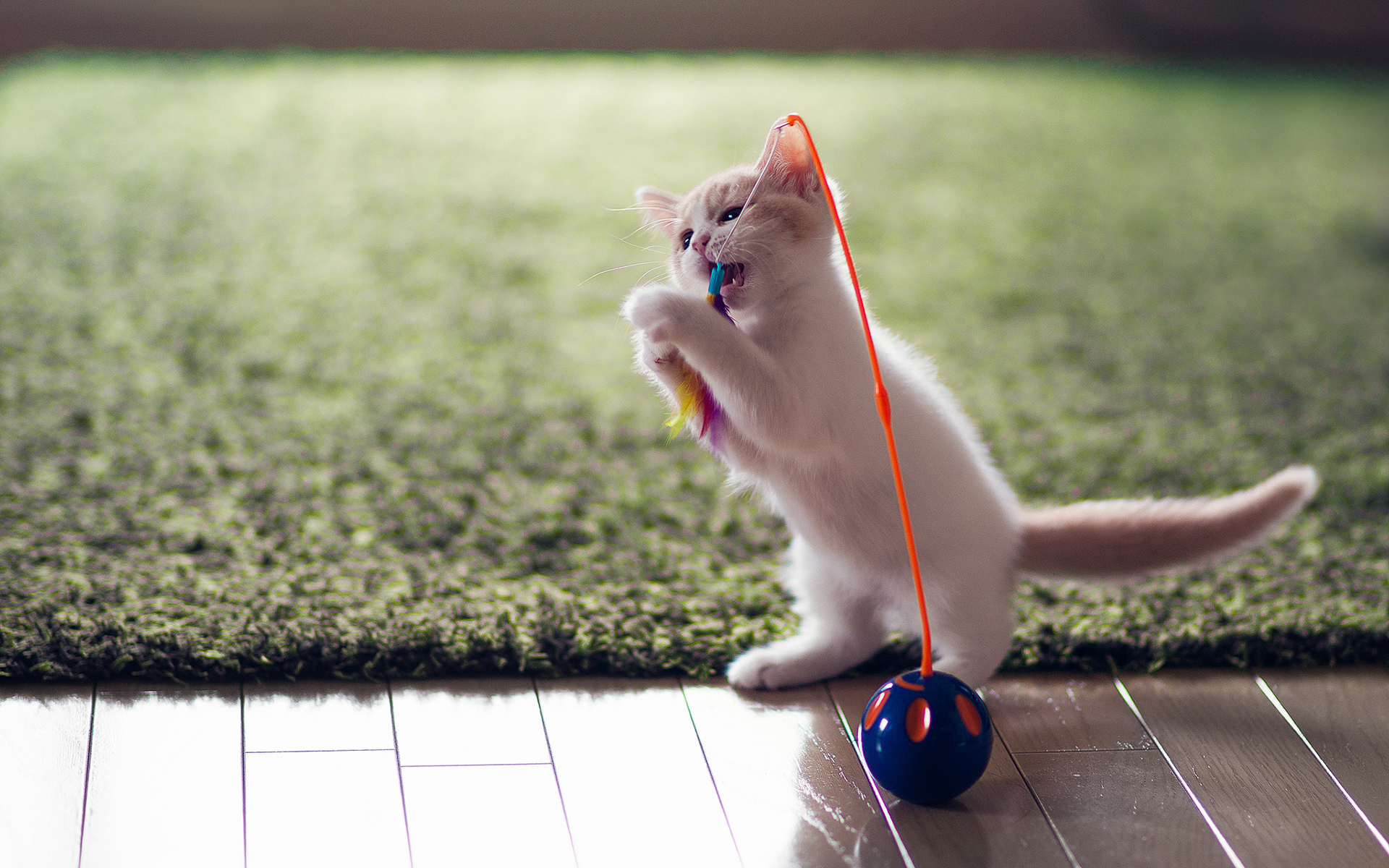 推推猫_推推猫_推推猫