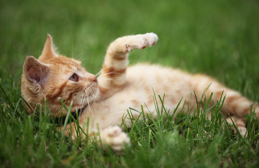 推推猫_推推猫_推推猫