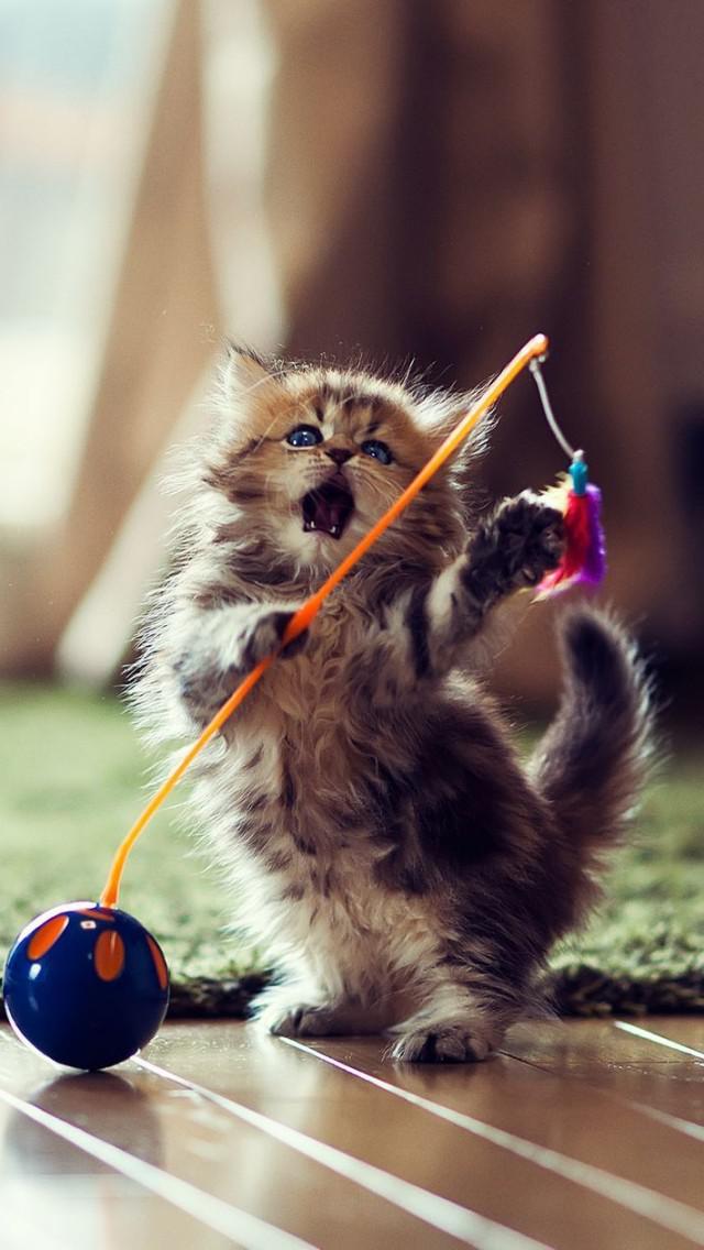 推推猫_推推猫_推推猫