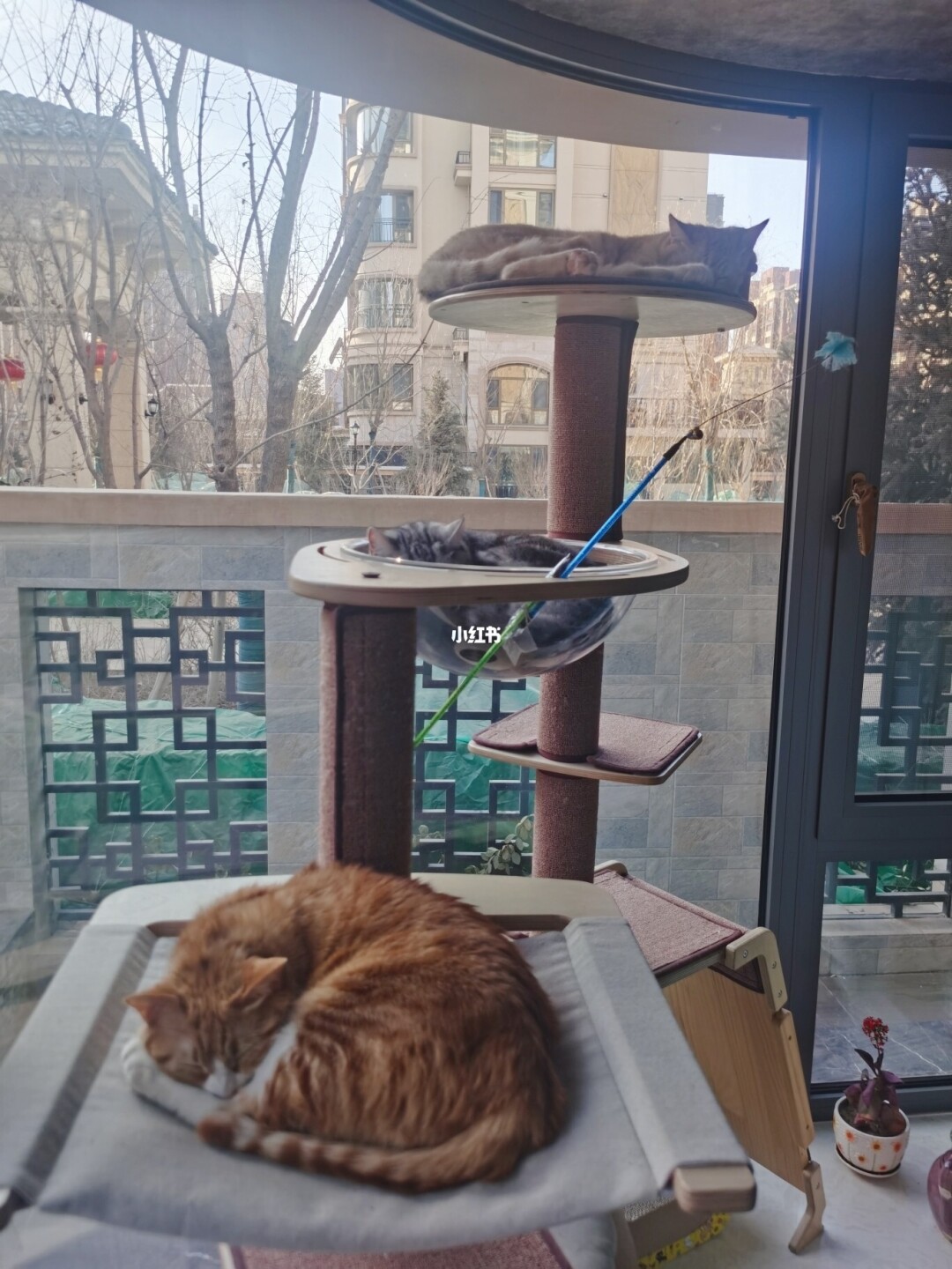 猫猫叫代表什么意思_猫猫叫_猫猫叫声吸引猫