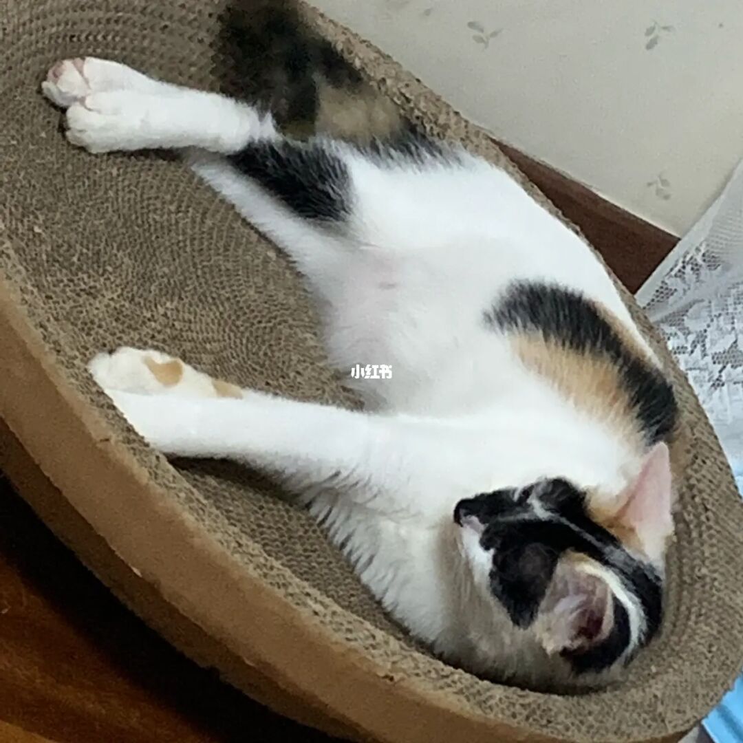 猫猫叫代表什么意思_猫猫叫_猫猫叫声吸引猫