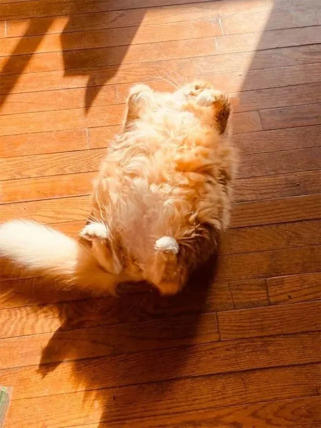 猫猫叫_猫猫叫代表什么意思_猫猫叫声吸引猫