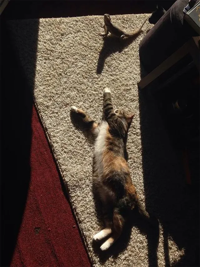 猫猫叫代表什么意思_猫猫叫声吸引猫_猫猫叫