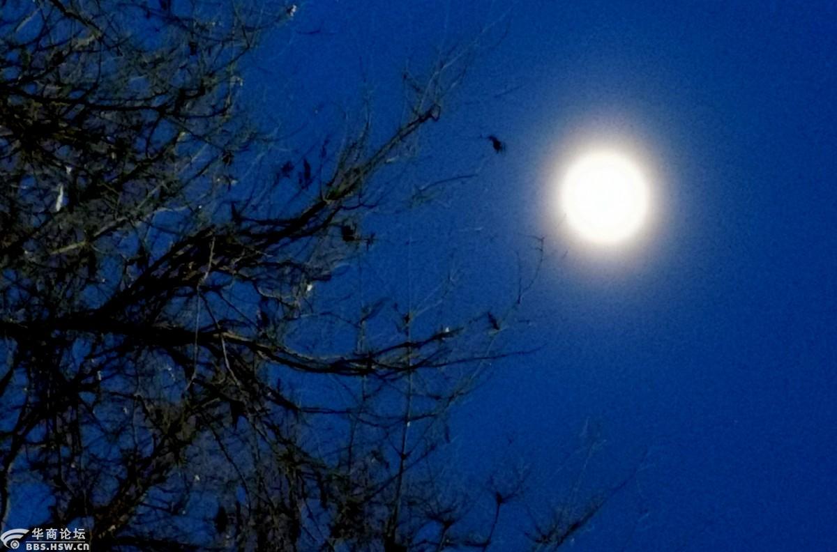 类似月夜响荡曲_月夜响荡曲攻略_月夜狂想曲