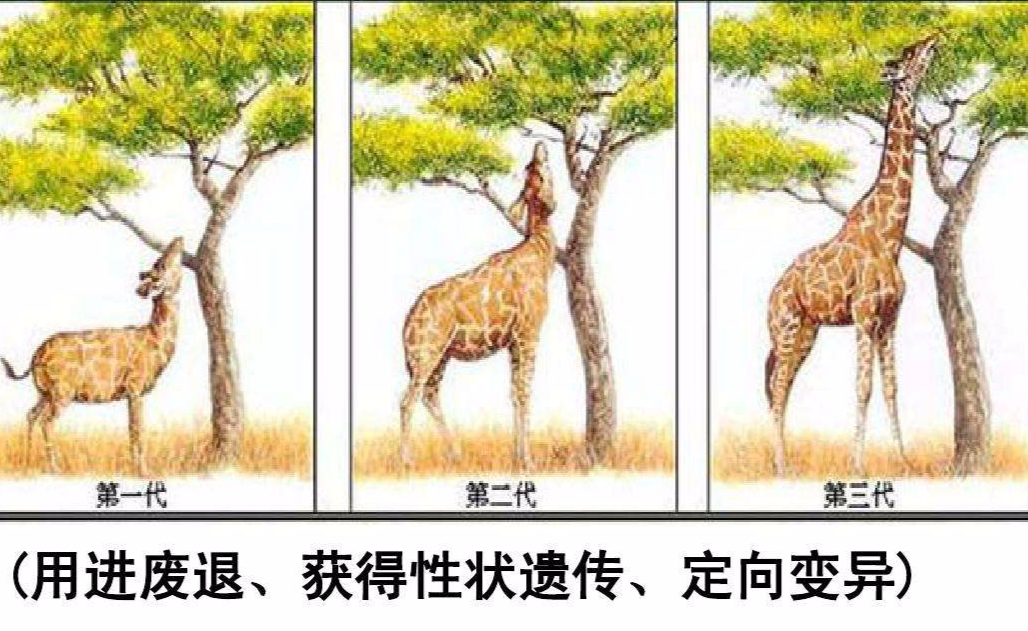吞噬进化游戏_吞噬进化游戏免广告_山海经正版吞噬进化游戏