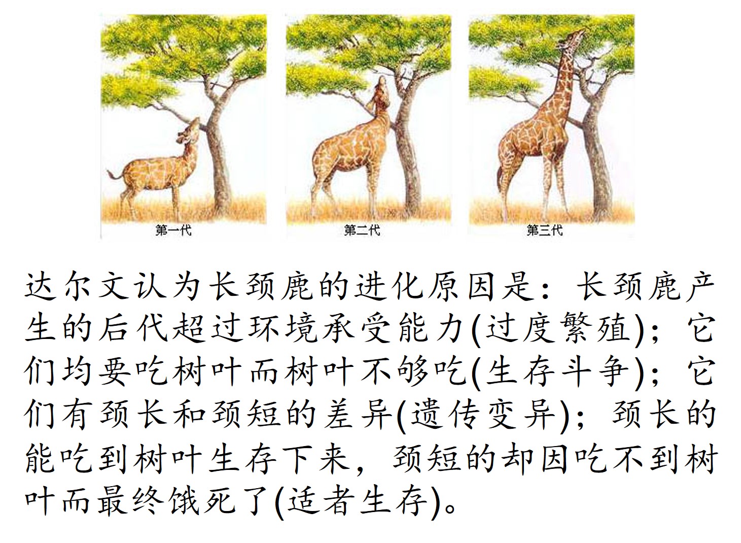 吞噬进化游戏_吞噬进化游戏免广告_山海经正版吞噬进化游戏