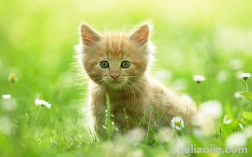 地域有关的网名_猫地名_猫咪最新地域网名和名字