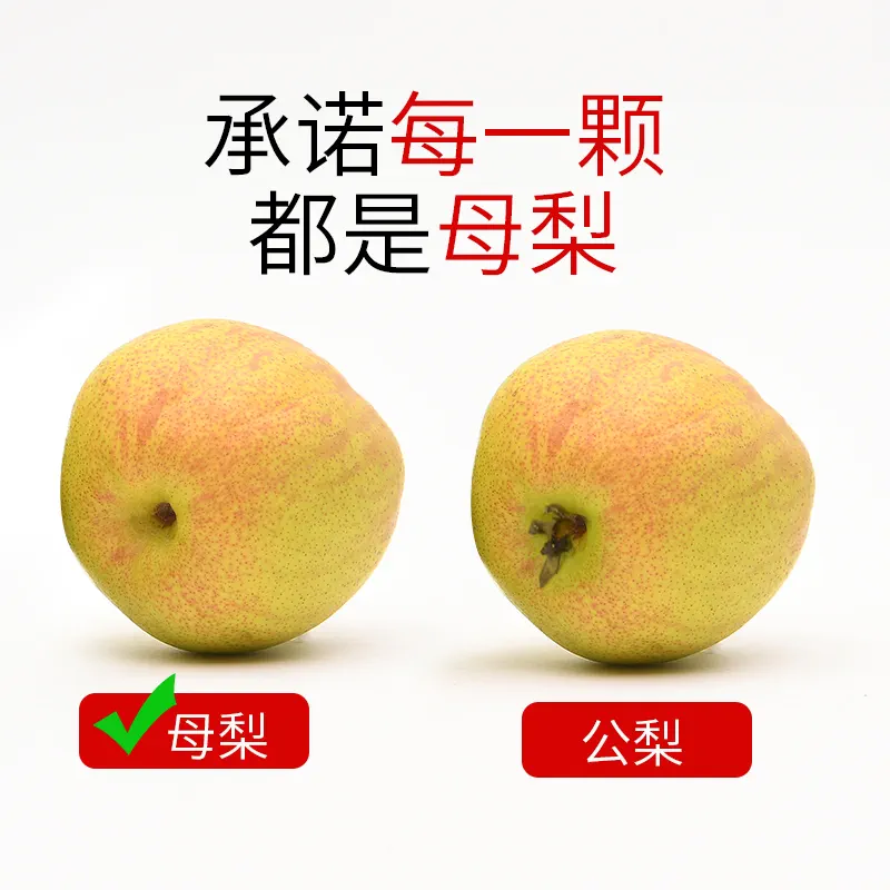 碍事梨_碍事梨_碍事梨