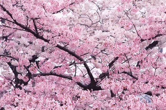 国际的节日_国际节日有哪些_国际节日有哪些英文表达