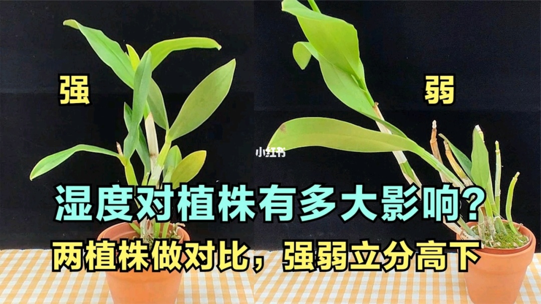 甜竹竹_甜竹_甜竹笋