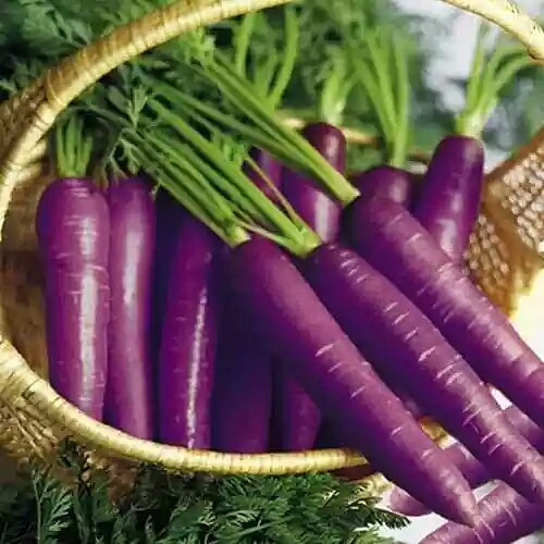 蔬菜下载手机版_老旧手机蔬菜游戏_蔬菜游戏解说