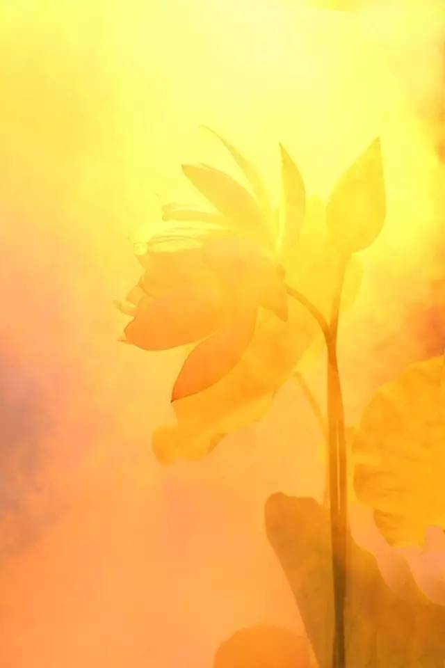 芙莲_芙莲培养路线_芙莲茶会