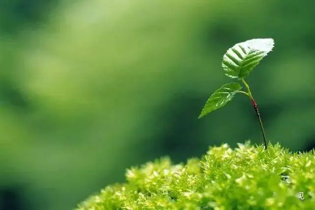 埋葬犯重丧怎样化解_埋葬吉日查询_过早的埋葬